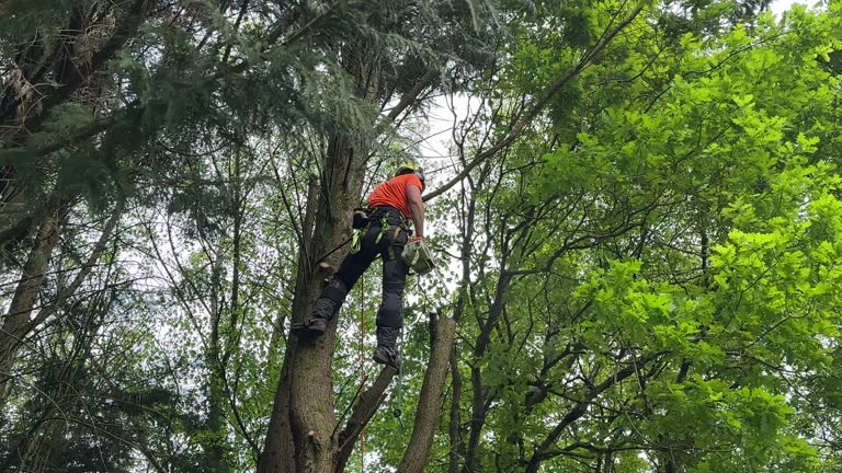 Best Fruit Tree Pruning  in Atwood, TN